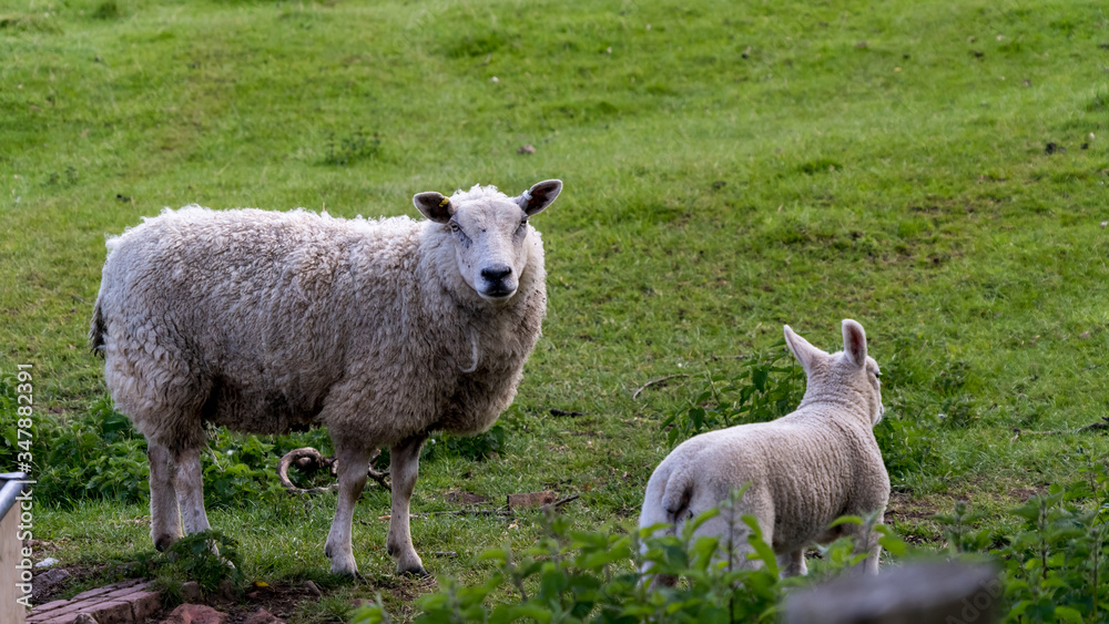 Fototapeta premium Mother sheep guarding her young