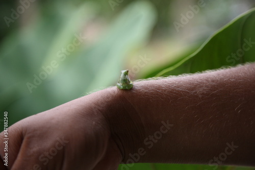 closeup of Wild little cute glass Frog sitting on hand in amazon rainforest, Brazil photo