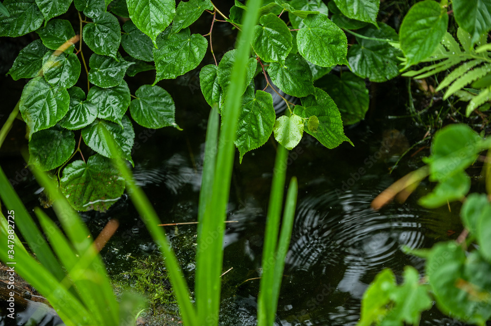 Gartenteich mit Regentropfen und Wellen Gartenteich mit Regentropfen und Wellen