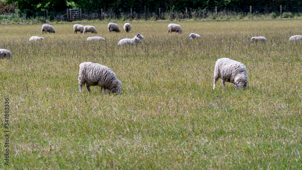 Obraz premium A flock of sheep in the field