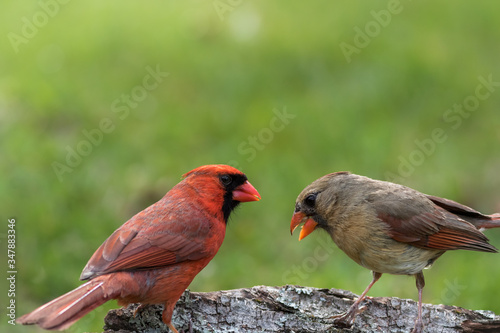 Northern Cardinal couple, Cardinalis cardinalis, perched on tree stump in late afternoon green grass background copy space