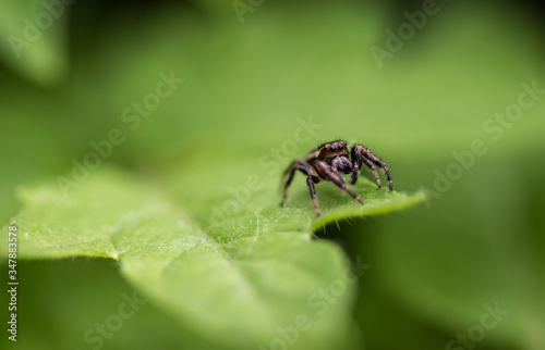 Jumping Spider on green leaf in garden macro selective focus shallow DOF