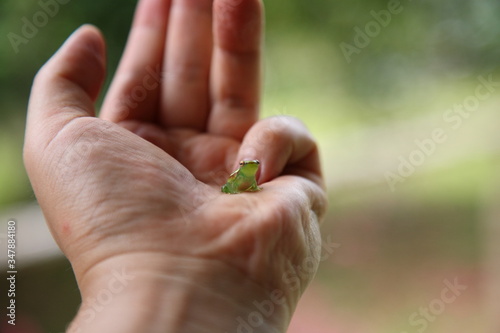 closeup of Wild little cute glass Frog sitting on hand in amazon rainforest, Brazil