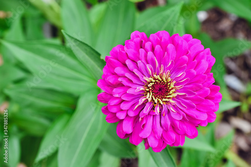 pink dahlia flower