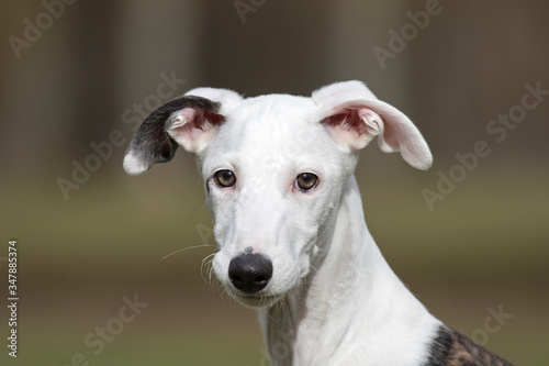 Baby spanish greyhound.