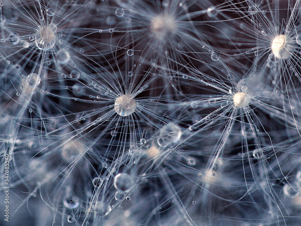 Naklejka premium white dandelion macro texture