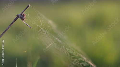 Fotografie spider in ambush near its web, summer