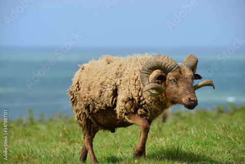 Fotografie Manx Loaghtan ewe, Jersey, U.K.  Livestock by the coast.