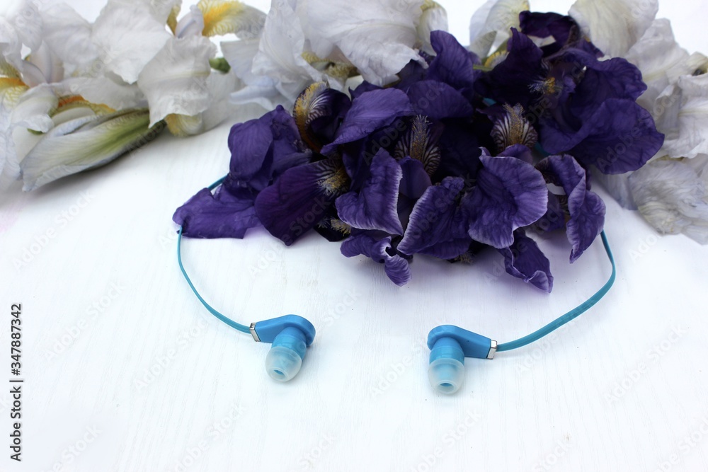 Blue headphones isolated on white, in the background flowers. Blue earphone on a background of blue iris flowers isolated on white. Side view, copyspace