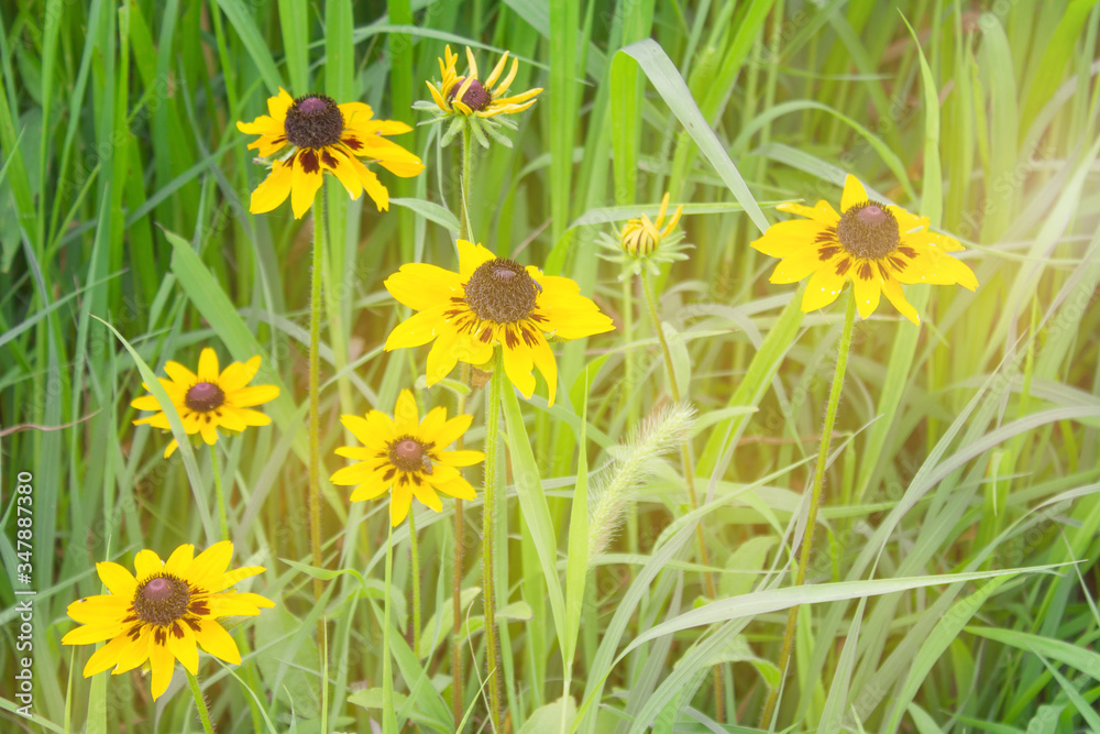 Summer, expanse, meadow. Summer, expanse, meadow.