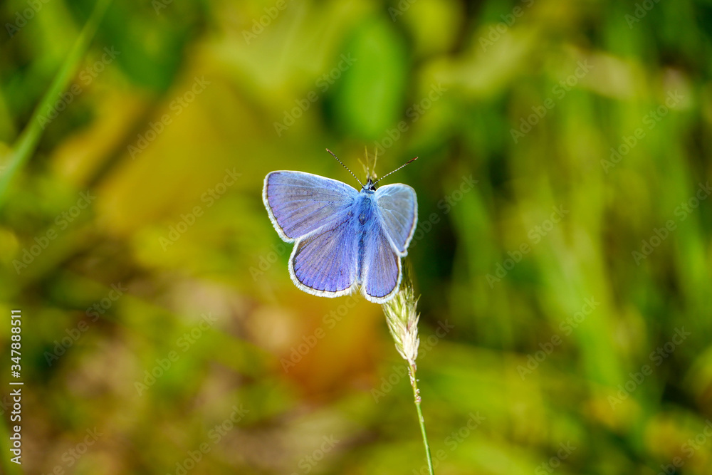 Common Blue butterfly - polyommatus icarus
Common Blue butterfly - polyommatus icarus