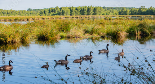 Weißwangengans Nonnengans mit ihren Jungen auf einem See