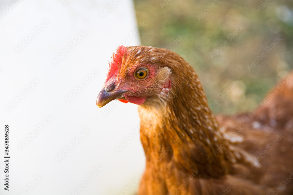 domestic hen close up of head