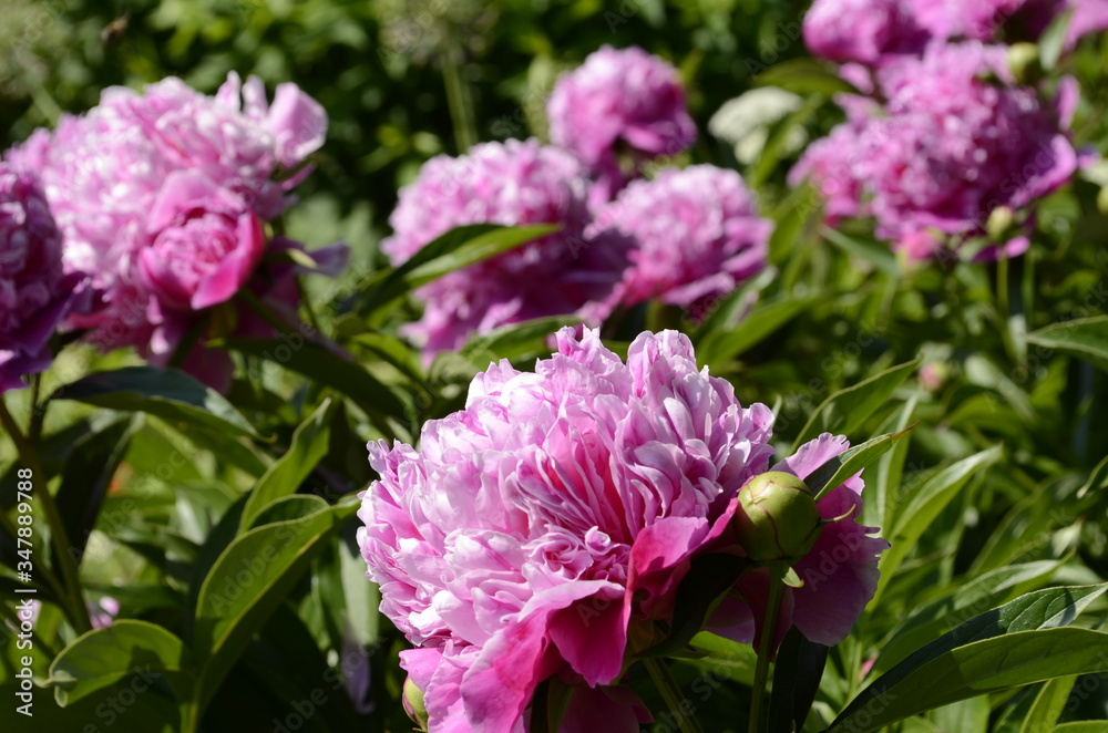 peony peony