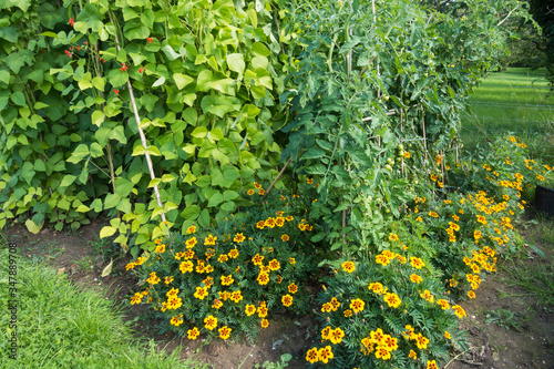 marigolds planted around bean plants as companion planting to deter pests
