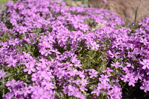 purple flowers in a field