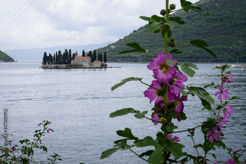 View of the Island of Saint George with a pink flowering plant in front, from Perast, located in the Bay of Kotor in the Adriatic, Montenegro, Europe. photo