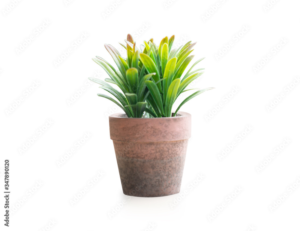 Green succulent cactus in pot isolate on white background, decoration concept