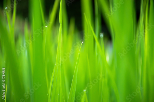 Close up of beautiful green grass with blurred background.