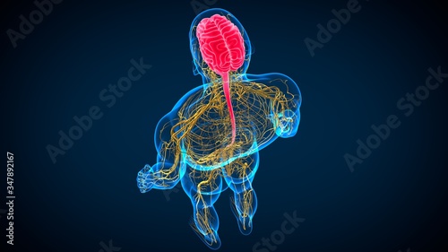 Photos 3D Illustration Human Brain Anatomy with Nervous System