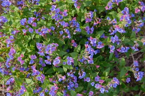 Colored glade of flowering spring plants of the Lungwort.
