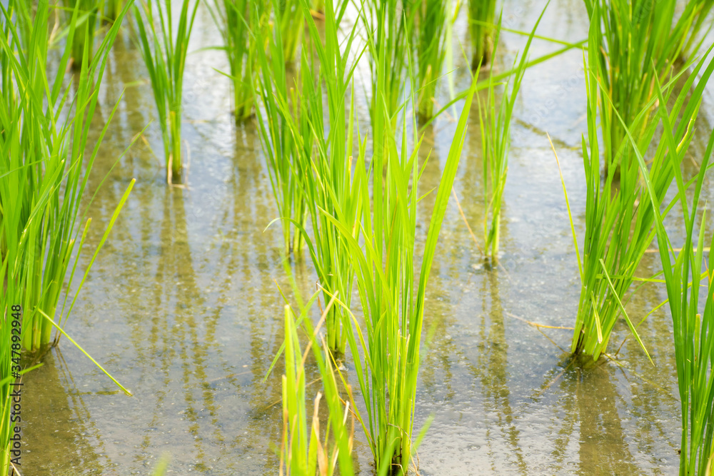 Close up of Rice sprouts plant growth in rice field. Close up of Rice sprouts plant growth in rice field.