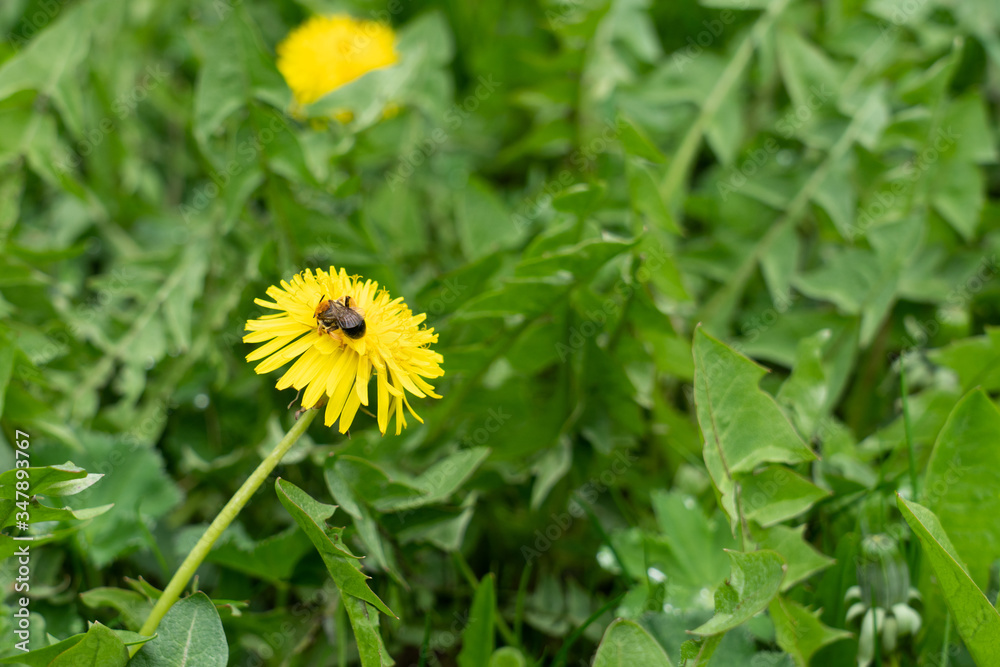 Bee on yellow dandelion flower. Spring. Green grass. Bee on yellow dandelion flower. Spring. Green grass.