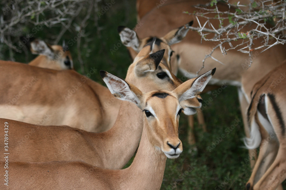 Closeup of an alert female herd of common impala (Aepyceros melampus) during the day with a blurred South Africa bushveld background. Closeup of an alert female herd of common impala (Aepyceros melampus) during the day with a blurred South Africa bushveld background.
