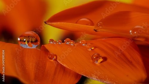 krople wody na kwiatkach makro koolorowe