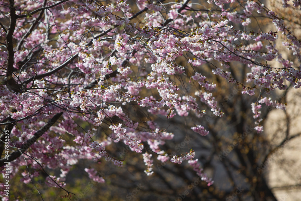 Sakura. Close up of pink Cherry blossom in sunny day Sakura. Close up of pink Cherry blossom in sunny day