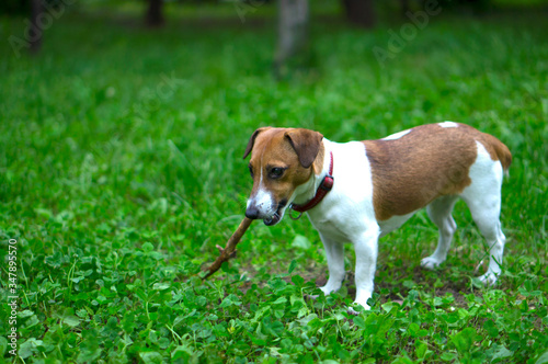 Dog breed Jack Russell Terrier nibbles a stick. The dog is playing with a stick. Little dog with a stick. The hunting dog is playing.