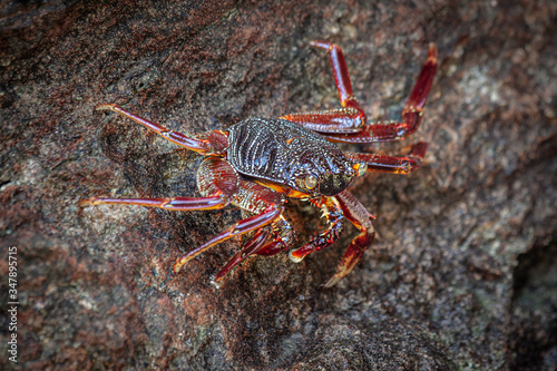 Close-up of a red-brown marble crab sitting on a wet rock.