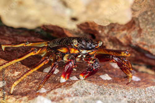 Valokuva Large red-brown marble crab bulgs its eyes while sitting in a crevice among the rocks