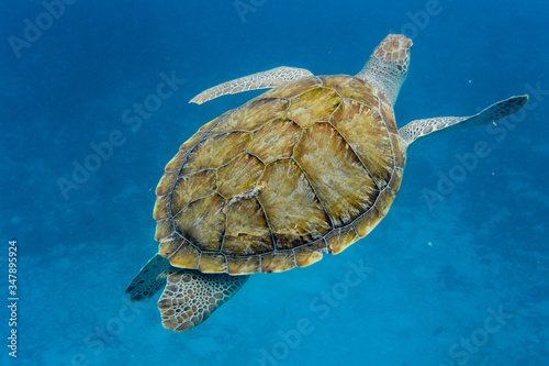 Green Turtle (Chelonia mydas) swimming in the Caribbean Sea in Barbados