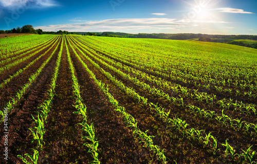 Agriculture shot  rows of young corn plants growing on a vast field with dark fertile soil leading to the horizon