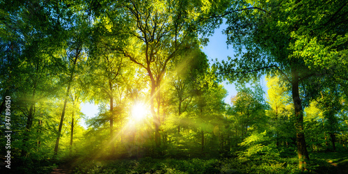 Fototapeta Naklejka Na Ścianę i Meble -  Vivid scenery of beautiful sunlight in a lush green forest, with vibrant colors and pleasant contrast 