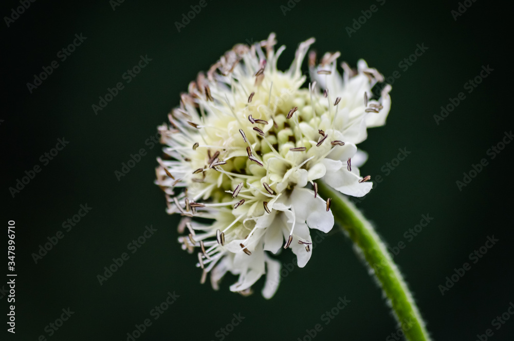 Cephalaria leucantha flower closeup Cephalaria leucantha flower closeup