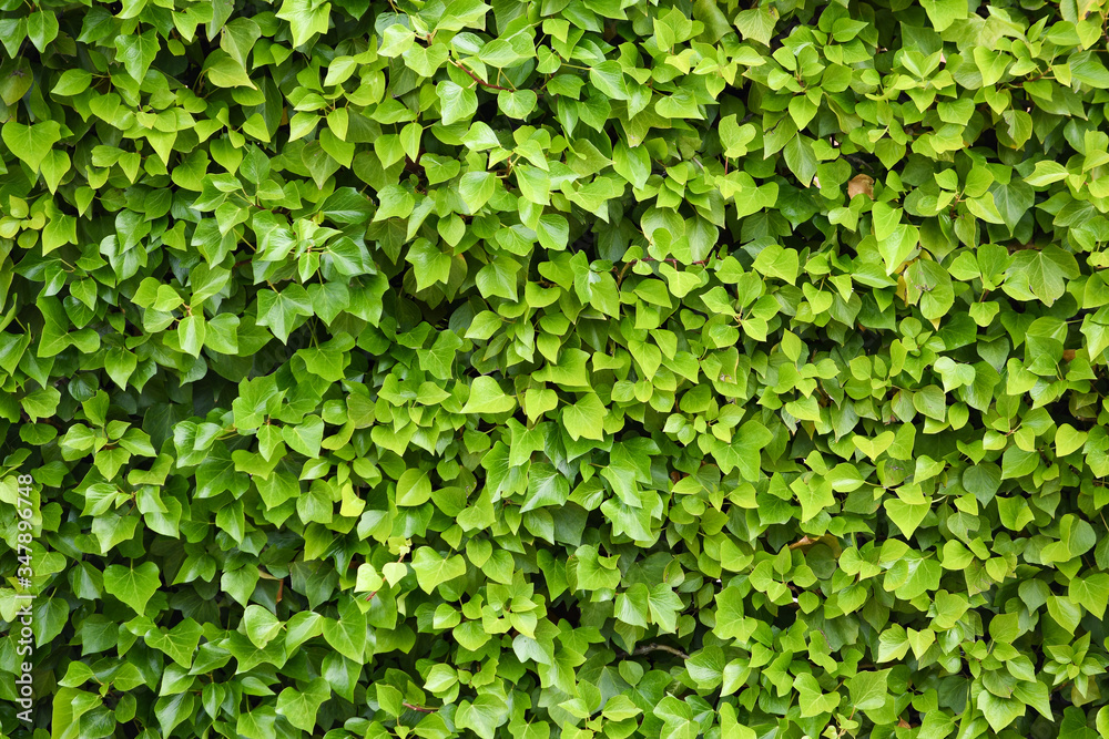 backgrounds and texture of urban vegetation backgrounds and texture of urban vegetation