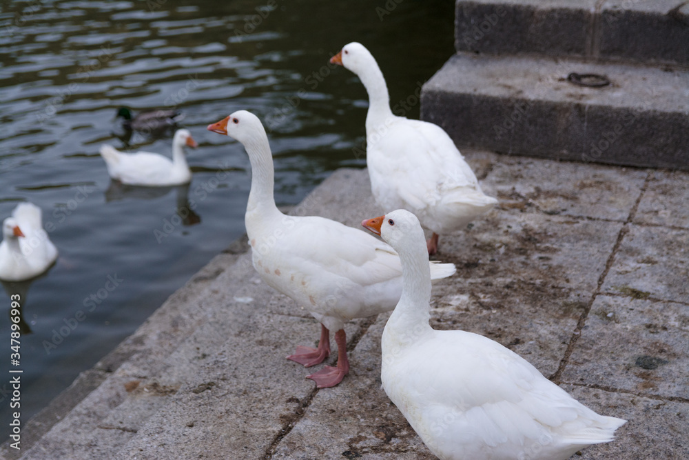 Domestic white geese by the riverbank. Waiting for bread. Bird series. Domestic white geese by the riverbank. Waiting for bread. Bird series.