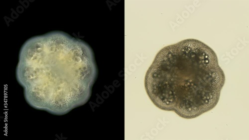 coral larva under a microscope, Order: Actiniaria, Phylum: Cnidaria, adult stage, an rictus has already formed, will soon sink to the bottom and turn into a coral polyp photo