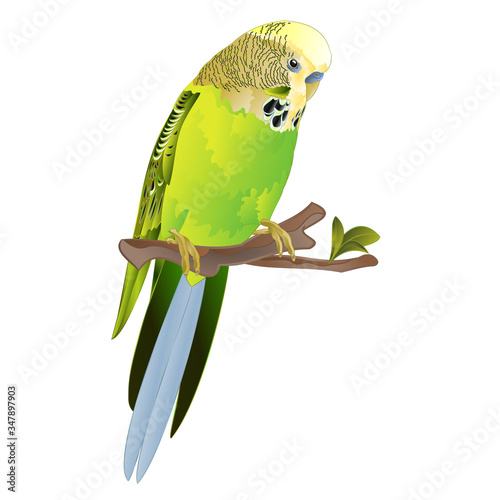 Bird Budgerigar, green pet parakeet  or budgie or shell parakeet home pet on a white background vintage vector illustration editable hand draw