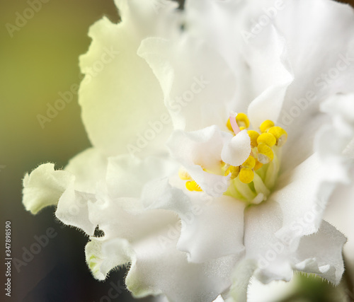 Macro photography of white violets. Soft focus. It can be used as background and wallpaper