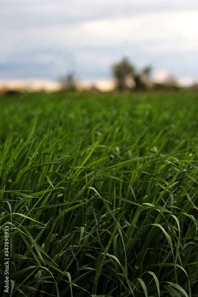 Obraz premium green grass field