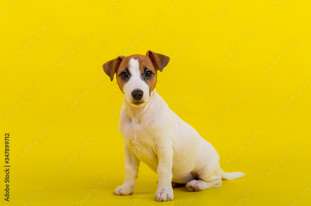 A puppy sits on a yellow background and looks at the camera. A trained little dog executes a sit command. Purebred Shorthair Jack Russell Terrier. A puppy sits on a yellow background and looks at the camera. A trained little dog executes a sit command. Purebred Shorthair Jack Russell Terrier.