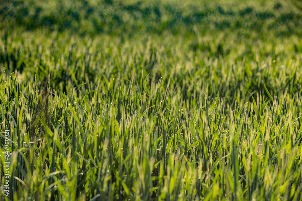 Getreide Korn Feld Morgentau Sonnenstrahlen