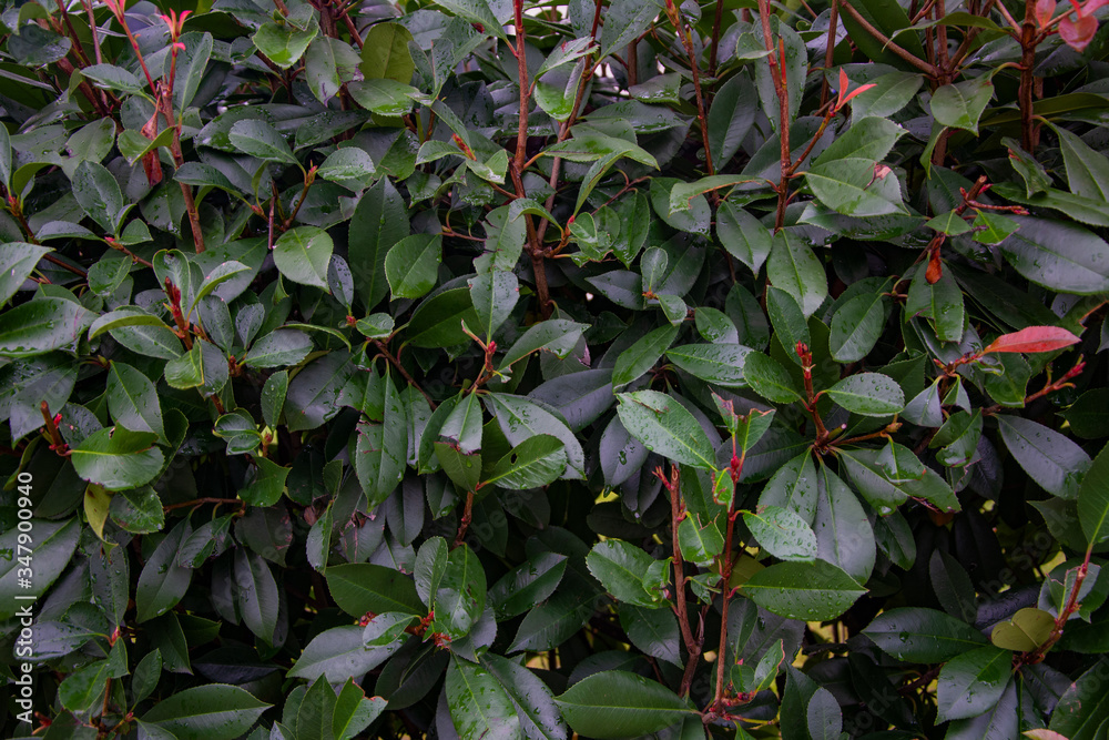 Many wet dark green leaves of bushes. Many wet dark green leaves of bushes.