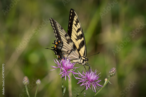 Butterfly in natural environment. Tiger swallowtail on a flower.