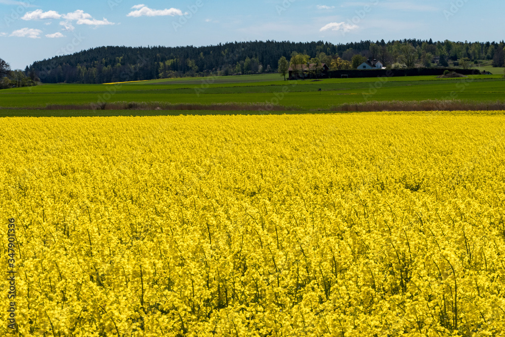 Soderkoping, Sweden A field of yellow rapeseed flowers.