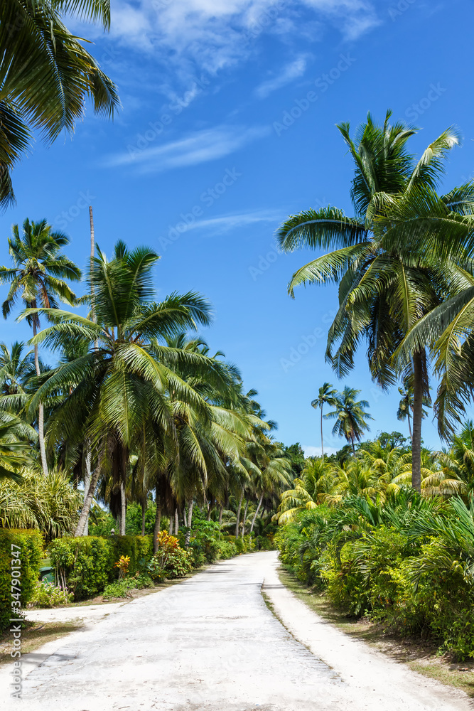 Palms Seychelles La Digue path vacation holidays paradise portrait format symbolic image palm