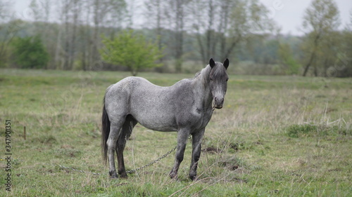 beautiful gray old mare among meadow  spring day